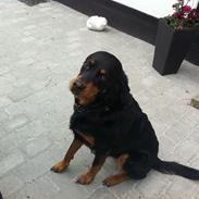 Blanding af racer Molly