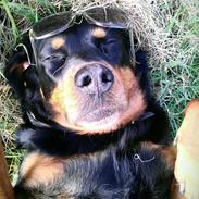 Blanding af racer Molly