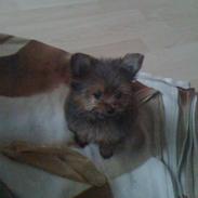 Blanding af racer Sofus