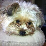 Blanding af racer Sofus