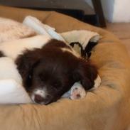 Kleiner münsterländer Molly