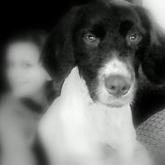 Kleiner münsterländer Molly