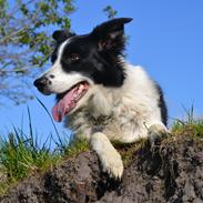 Border collie | Sitka