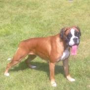 Boxer Boxon Engel (Bessie)