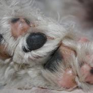 West highland white terrier Marley