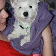 West highland white terrier Marley