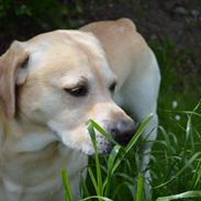 Labrador retriever Buster