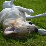 Labrador retriever Buster