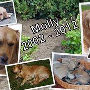 Golden retriever RIP Molly