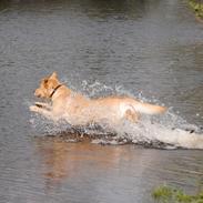Blanding af racer Lucky [Himmelhund]