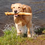 Blanding af racer Lucky [Himmelhund]