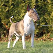Bullterrier Dharma