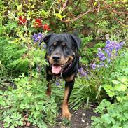 Rottweiler Vindelsbo's Boogie Woogie (Bella) [himmelhund]