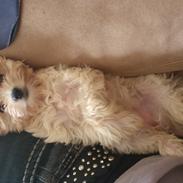 Biewer yorkshire terrier Goldie