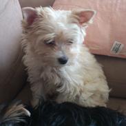 Biewer yorkshire terrier Goldie