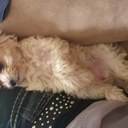 Biewer yorkshire terrier Goldie