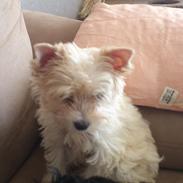 Biewer yorkshire terrier Goldie