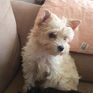 Biewer yorkshire terrier Goldie