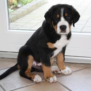 Grosser schweizer sennenhund Aslan