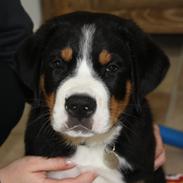 Grosser schweizer sennenhund Aslan