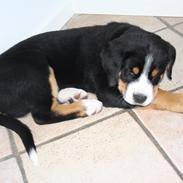 Grosser schweizer sennenhund Aslan