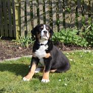 Grosser schweizer sennenhund Aslan