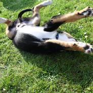 Grosser schweizer sennenhund Aslan