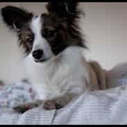 Papillon Neelix