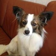 Papillon Neelix