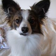 Papillon Neelix