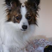 Papillon Neelix