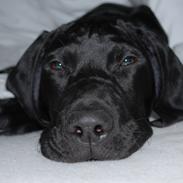 Blanding af racer Buster