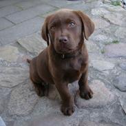 Labrador retriever Aston
