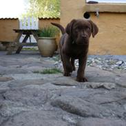 Labrador retriever Aston