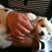 Blanding af racer Carla