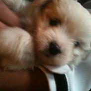 Blanding af racer Carla