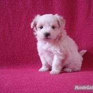 Blanding af racer Carla