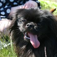 Pekingeser Milas (Elvis)
