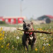 Amerikansk staffordshire terrier Maggie