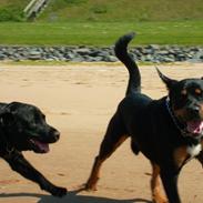 Blanding af racer Tyson (Rottweiler/Berner sennen)