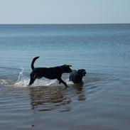 Blanding af racer Tyson (Rottweiler/Berner sennen)