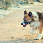 Islandsk fårehund Menja