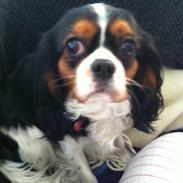 Cavalier king charles spaniel Bella