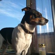 Dansk svensk gaardhund Terri