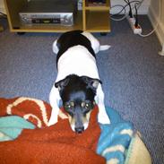 Dansk svensk gaardhund Terri