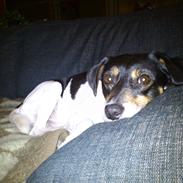 Dansk svensk gaardhund Terri