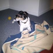 Dansk svensk gaardhund Terri