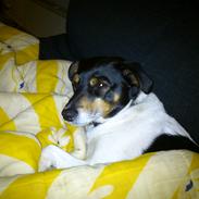 Dansk svensk gaardhund Terri