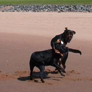 Blanding af racer Tyson (Rottweiler/Berner sennen)