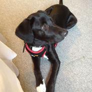 Blanding af racer Bumle